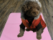 Reusable Pet Training Pad